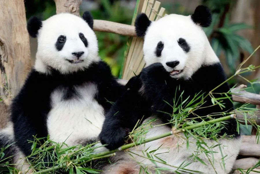 新一对大熊猫要来了　就在本月中