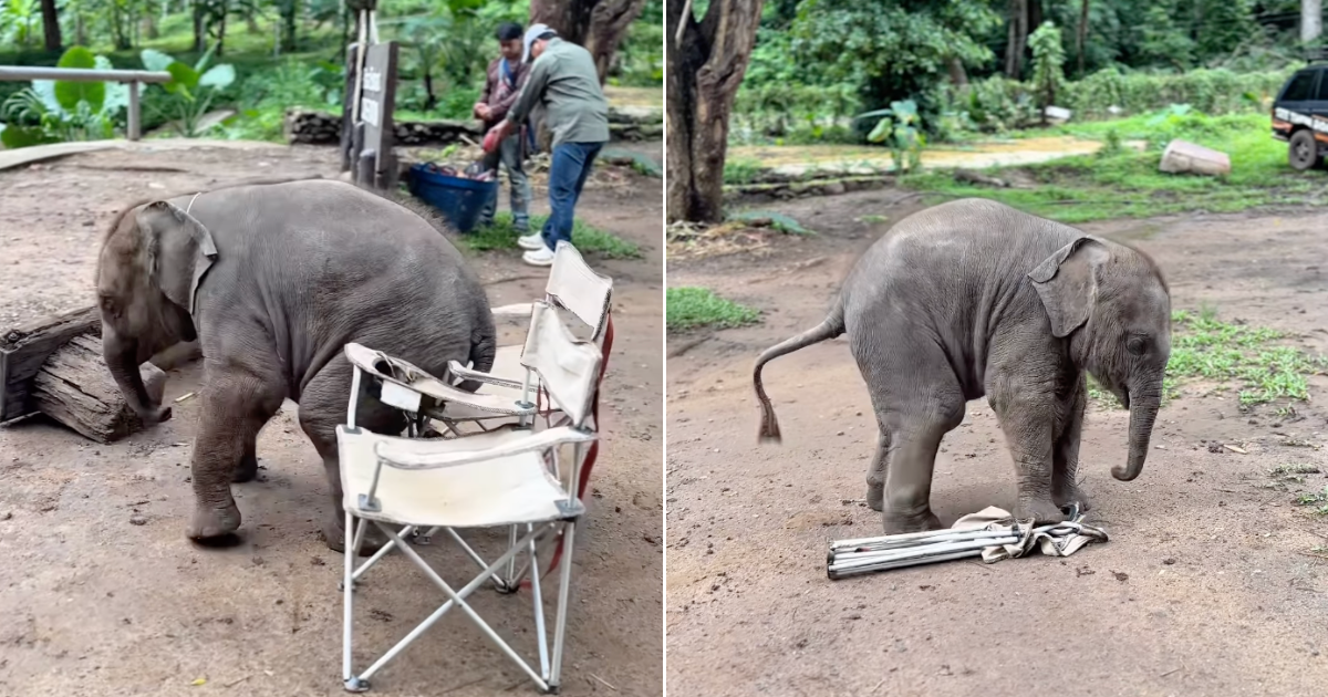 [VIDEO] Baby Elephant Adorably Fails To Sit On A Chair, Charms The Internet