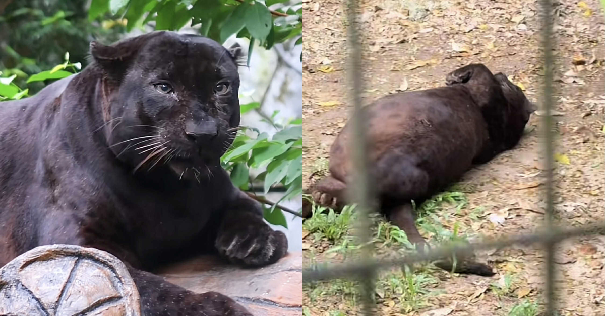 Apoh The Chonky Black Panther Has Become Zoo Negara’s Newest Star