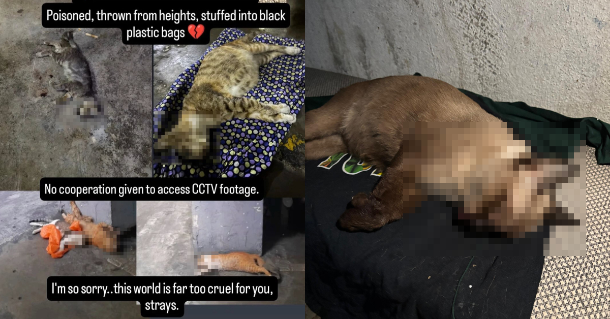 Several Cats Found Dead At Ampang Apartment, Residents Heartbroken Over Animal Cruelty