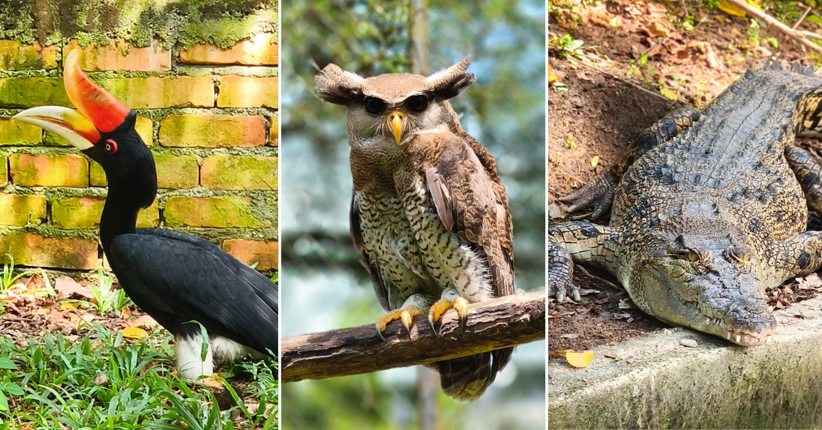 Name These Adorable Animals And Win Penang Bird Park Tickets