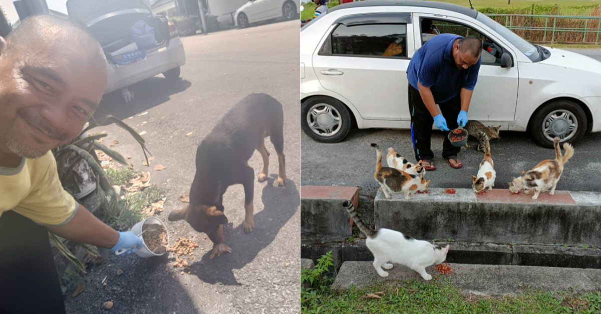 Meet The Malaysian Who Feeds 200 Stray Animals Every Day, Without Ever Taking A Day Off