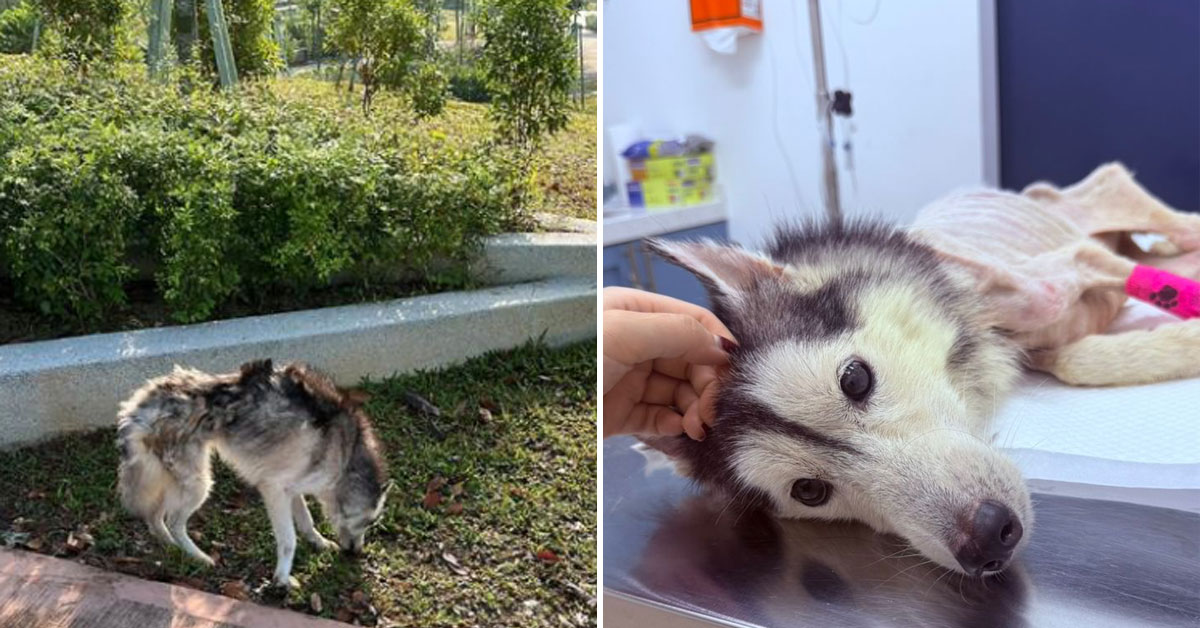 Skinny Husky Found Abandoned In Sri Hartamas, Now Seeking Forever Home