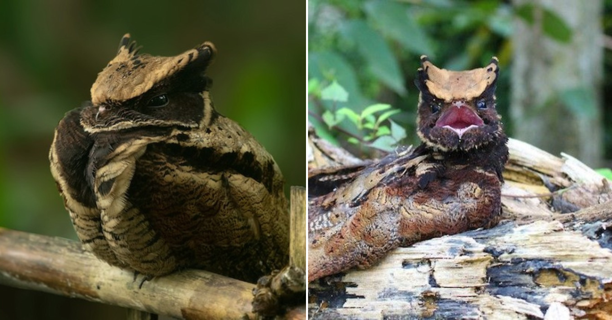 5 Interesting Facts About This Bird That Looks Like A Mythical Baby Dragon