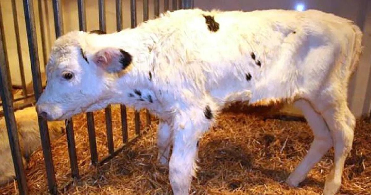 Saintis China berjaya mengklon 'lembu super'