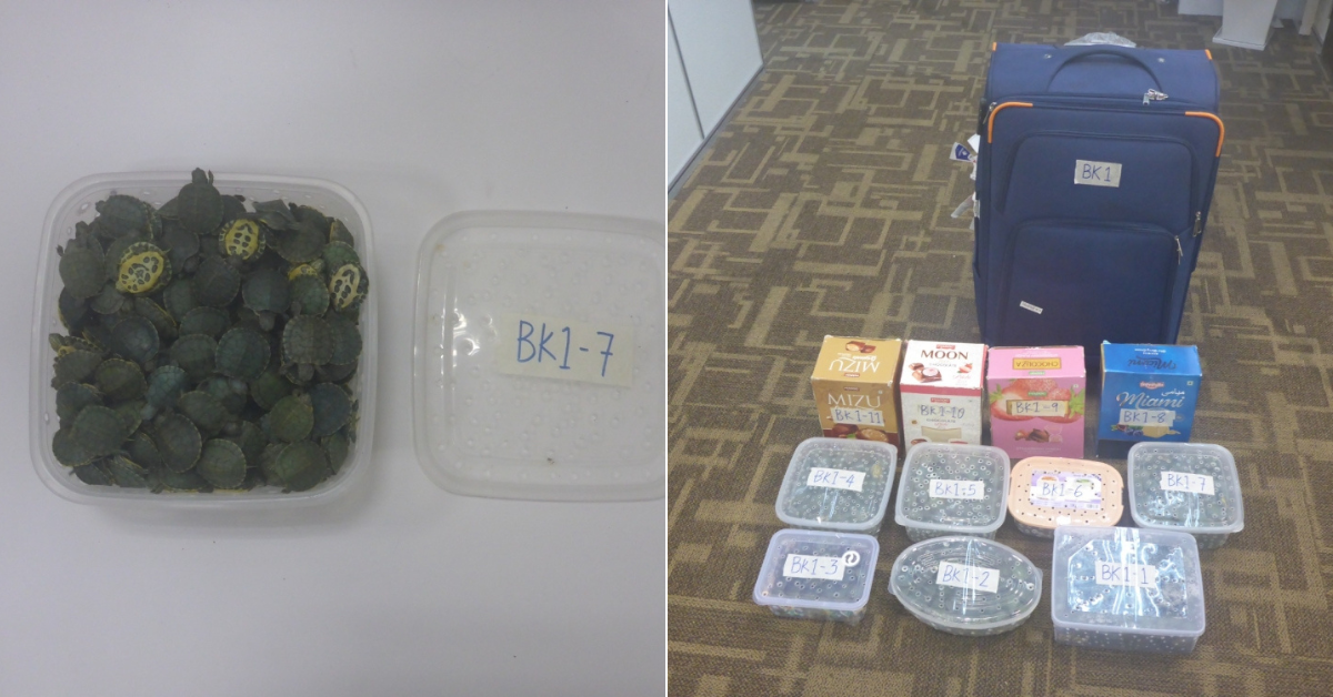 Foreigner Caught Smuggling 2,500 Turtles Through KLIA