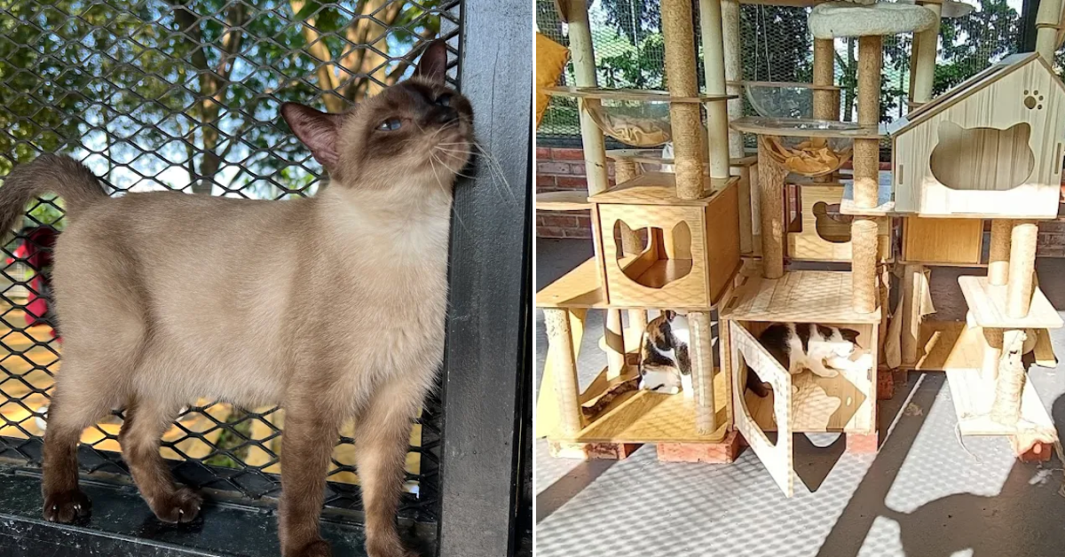 There’s A Park At Cyberjaya That Saves Stray Cats & You Can Play With Them For Free