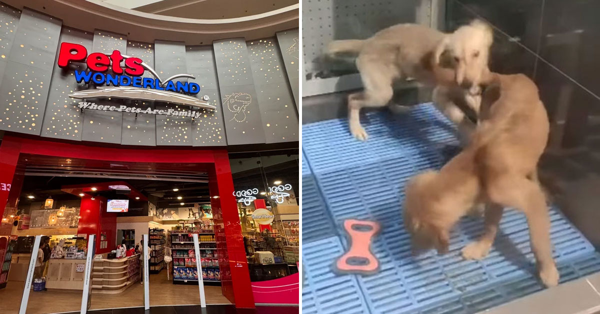 Pets Wonderland To Stop Selling Cats & Dogs At All Outlets Following Public Outcry