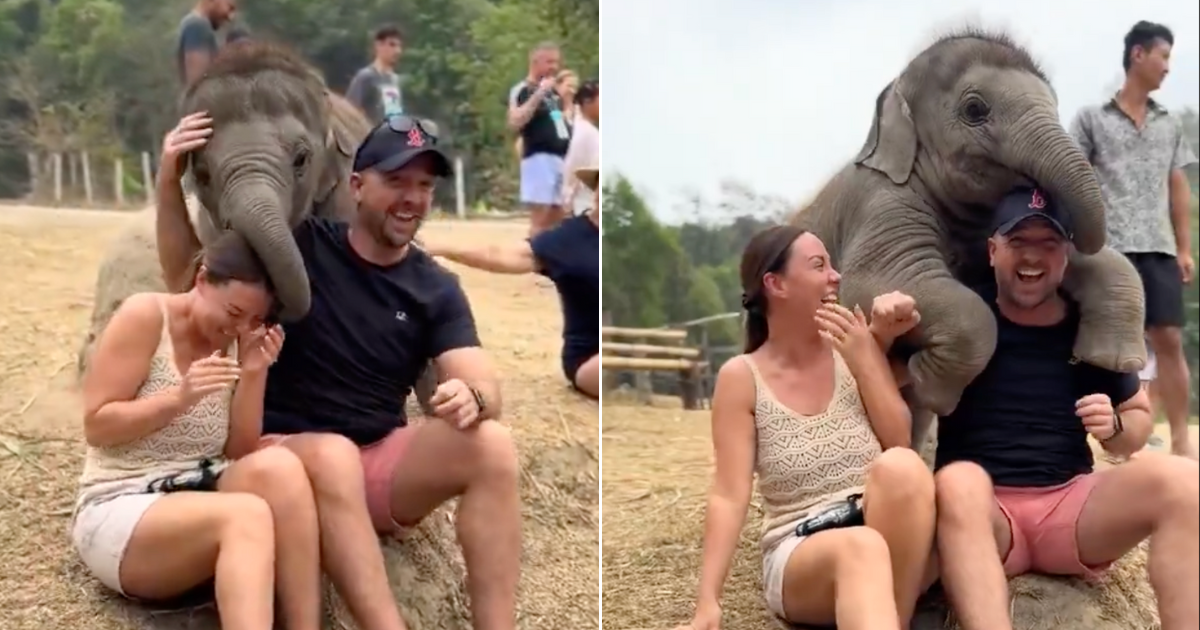 Baby Elephant Sneaks Up On A Couple To Give Them “Squishy Hugs”
