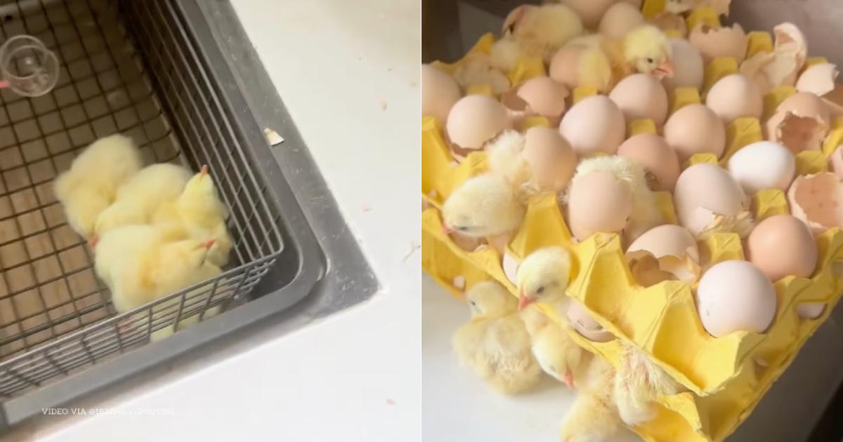 Saw That Viral Video Of Market-Bought Eggs Hatching 70 Chicks? Here’s How It Happened