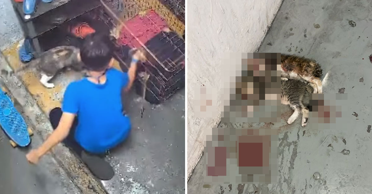 Boy Accused Of Killing Cats In An Ampang Flat. Here’s What You Need To Know