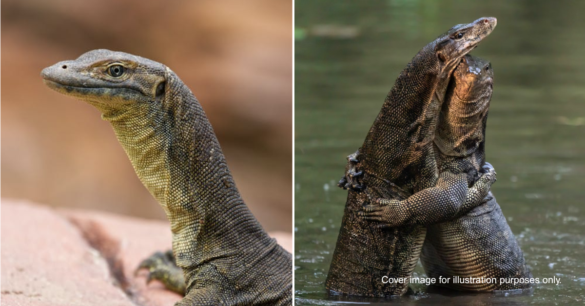 9 Cool Things Many Malaysians Probably Don’t Know About Monitor Lizards Aka ‘Godzillas’
