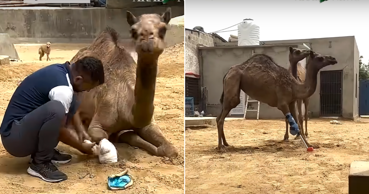 “I Started Weeping” — Camel Learns To Walk Again After Getting A Prosthetic Leg 