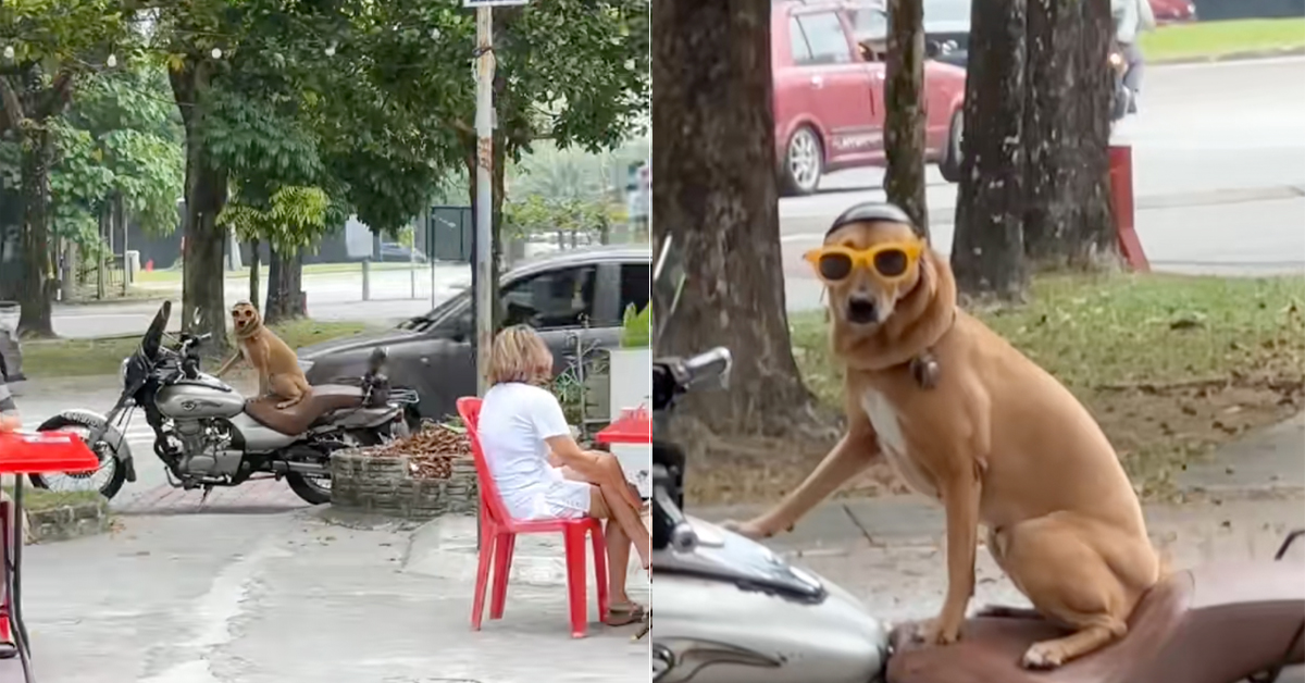 Dog In Sunnies & Helmet Waits Patiently On Motorbike For Owner To ‘Tapau’ Chicken Rice
