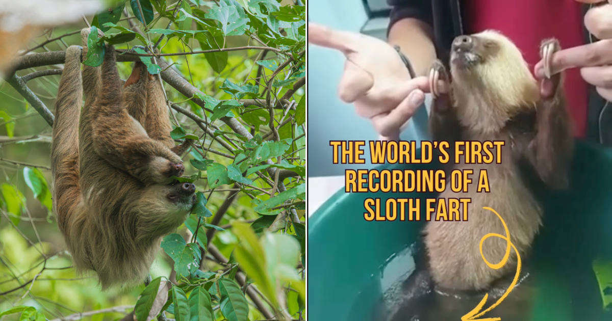 Yes, Sloths Do Fart. Scientists’ Long-Held Belief Proven Wrong By Cute Video