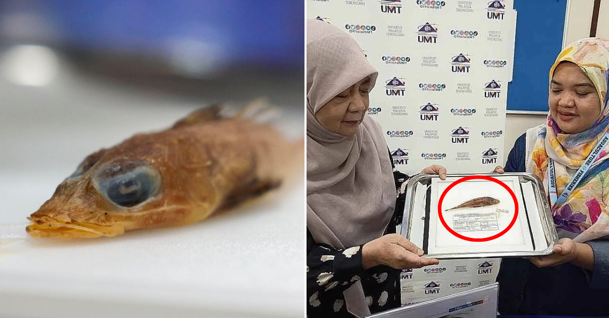 “Rich In Biodiversity” — Local Researcher Discovers New Fish Species In Malaysian Waters